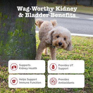 Zesty Paws Cranberry Bladder Bites Chicken Flavored Soft Chews Urinary Supplement for Dogs, 90 count