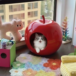 Halinfer Apple Cat House Bed, Red, Medium slide 2 of 8