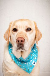 Dog Bandana Co. Tee Time Tie On Reversible Dog Bandana, Green, Small slide 2 of 5