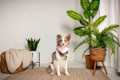 Dog Bandana Co. Love Wins Tie On Reversible Dog Bandana, Red, Small slide 2 of 7