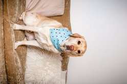 Dog Bandana Co. American Summer Tie On Reversible Dog Bandana, Blue, Large slide 2 of 4