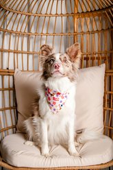 Dog Bandana Co. Mom's Bestie Tie On Reversible Dog Bandana, Pink, Large slide 2 of 6