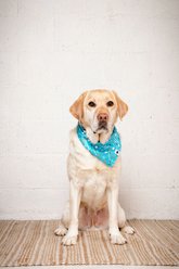 Dog Bandana Co. Tee Time Tie On Reversible Dog Bandana, Green, Large slide 2 of 5