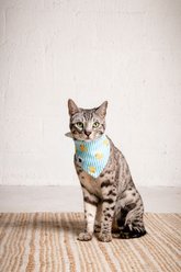 Dog Bandana Co. Sunny Side Tie On Reversible Dog Bandana, Yellow, Small slide 2 of 5