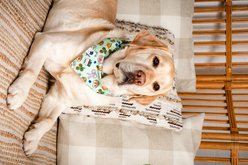 Dog Bandana Co. Farmers Market Tie On Reversible Dog Bandana, Green, Large slide 2 of 6