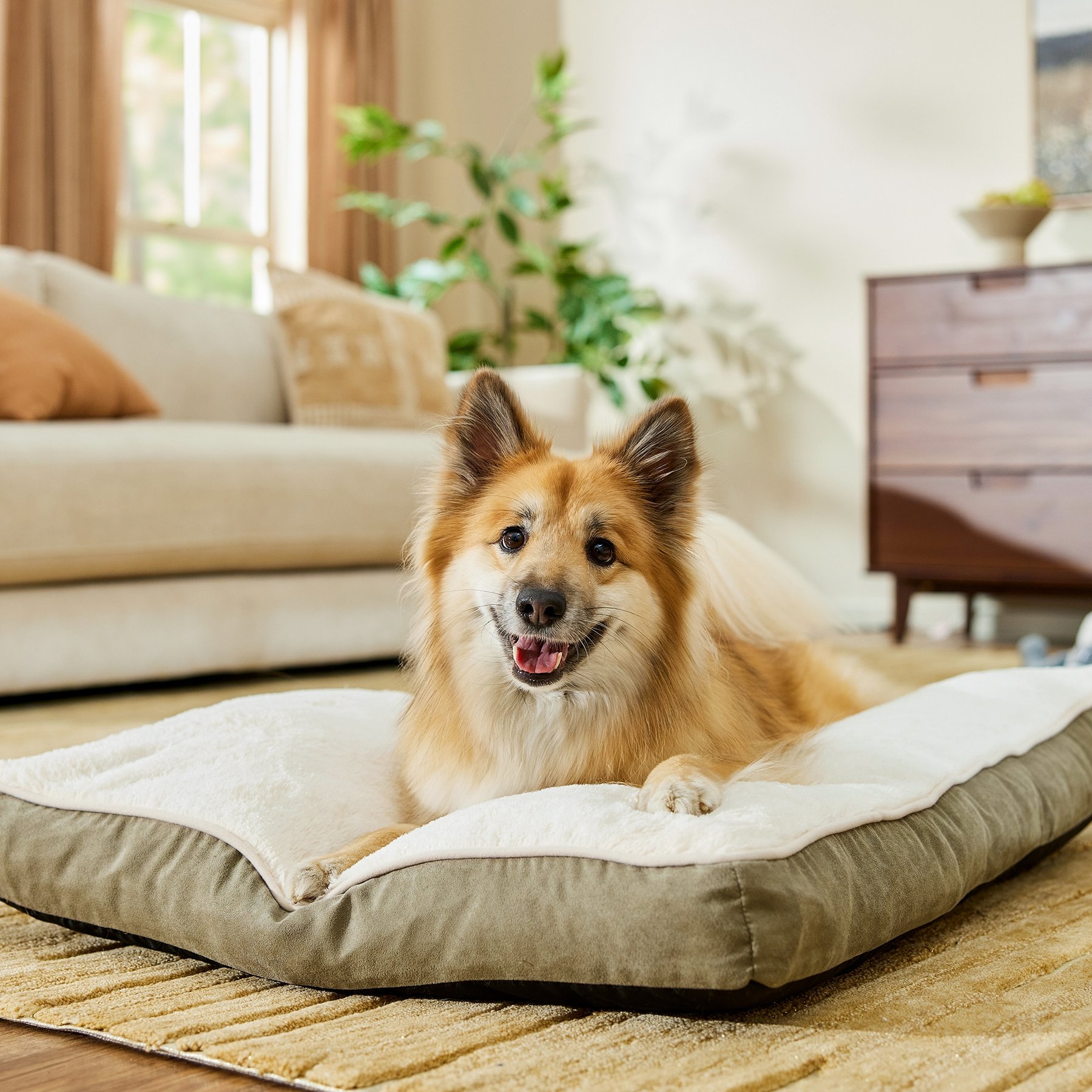 Frisco Faux Suede Pillow Cat & Dog Bed with Removable Cover, Khaki Green, Large