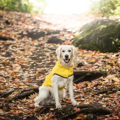 GF Pet Elasto-Fit Reversible Hooded Dog Raincoat, Yellow/Leaves, Large slide 2 of 9