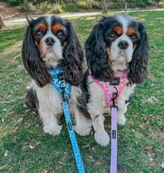 Sassy Woof Strawberry Milk Dog Harness & Leash, XX-Large: 25 to 37-in chest slide 2 of 8