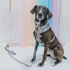 Sassy Woof Disney's Snow White Dog Harness & Leash, X-Large: 24 to 35-in chest slide 2 of 8