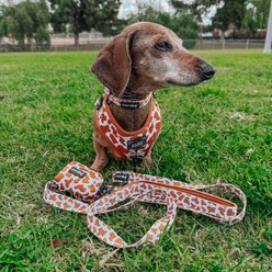 Sassy Woof Chocolate Milk Dog Harness & Leash, Small: 16 to 21-in chest slide 2 of 8