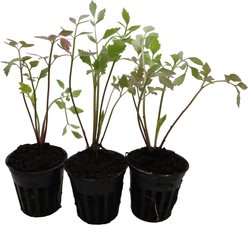 HydrOasis Water Celery Potted Reg Koi & Pond Fish Plant, 3 count