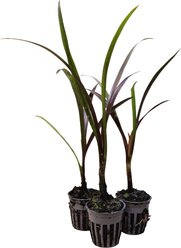 HydrOasis Red Bog Lily Potted Reg Koi & Pond Fish Plant, 3 count