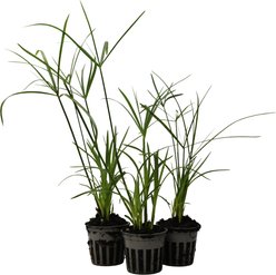 HydrOasis Dwarf Umbrella Palm Potted Reg, 3 count
