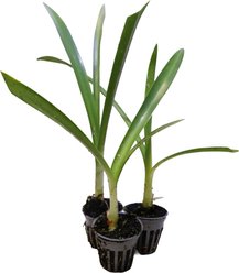 HydrOasis Spider Lily Potted Reg Koi & Pond Fish Plant, 3 count