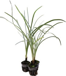 HydrOasis Society Garlic Potted Reg Koi & Pond Fish Plant, 3 count