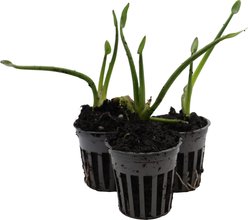 HydrOasis Blue Pickerel Rush Potted Reg Koi & Pond Fish Plant, 3 count