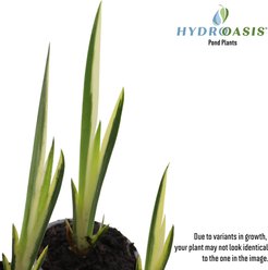HydrOasis Variegated Sweet Flag Potted Reg Koi & Pond Fish Plant, 3 count slide 2 of 5