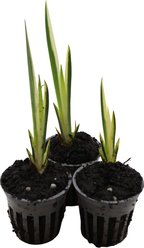HydrOasis Variegated Sweet Flag Potted Reg Koi & Pond Fish Plant, 3 count