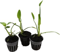 HydrOasis White Pickerel Rush Potted Reg Koi & Pond Fish Plant, 3 count