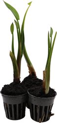 HydrOasis Arrow Arum Potted Reg Koi & Pond Fish Plant, 3 count