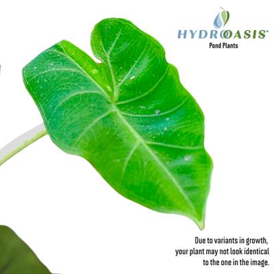 Show full view: HydrOasis Green Taro Potted Reg Koi & Pond Fish Plant, 3 count slide 3 of 6