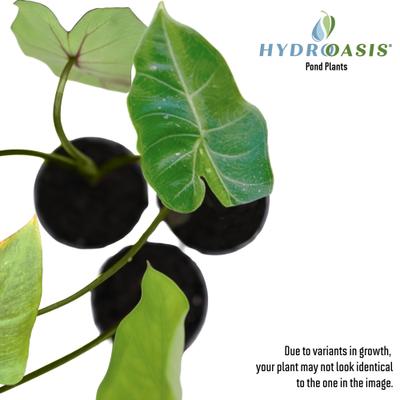 Show full view: HydrOasis Green Taro Potted Reg Koi & Pond Fish Plant, 3 count slide 4 of 6