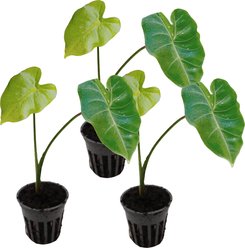 HydrOasis Green Taro Potted Reg Koi & Pond Fish Plant, 3 count