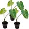 Show in main carousel: HydrOasis Green Taro Potted Reg Koi & Pond Fish Plant, 3 count slide 1 of 6
