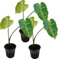 HydrOasis Green Taro Potted Reg Koi & Pond Fish Plant, 3 count