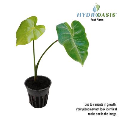 Show full view: HydrOasis Green Taro Potted Reg Koi & Pond Fish Plant, 3 count slide 2 of 6
