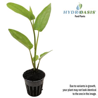 Show full view: HydrOasis Lizard's Tail Potted Reg Koi & Pond Fish Plant, 3 count slide 2 of 6