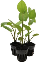 HydrOasis Lizard's Tail Potted Reg Koi & Pond Fish Plant, 3 count