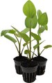 HydrOasis Lizard's Tail Potted Reg Koi & Pond Fish Plant, 3 count