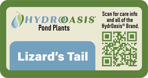 Show full view: HydrOasis Lizard's Tail Potted Reg Koi & Pond Fish Plant, 3 count slide 6 of 6