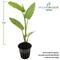 Show in main carousel: HydrOasis Lizard's Tail Potted Reg Koi & Pond Fish Plant, 3 count slide 5 of 6