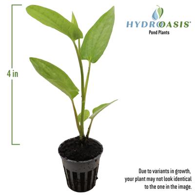 Show full view: HydrOasis Lizard's Tail Potted Reg Koi & Pond Fish Plant, 3 count slide 5 of 6