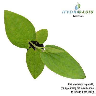 Show full view: HydrOasis Lizard's Tail Potted Reg Koi & Pond Fish Plant, 3 count slide 3 of 6
