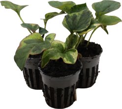 HydrOasis Chameleon Potted Reg Koi & Pond Fish Plant, 3 count