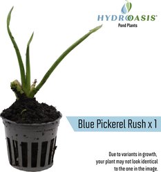 HydrOasis Live Pond Plant Starter Bundle slide 2 of 8