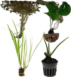 HydrOasis Starter Pond Fish Bundle Plant