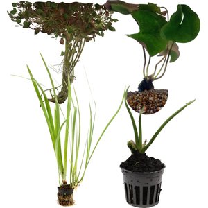 HydrOasis Live Pond Plant Starter Bundle