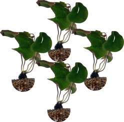 HydrOasis Hardy Water Koi & Pond Fish Lily Bundle Plant