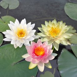 HydrOasis Hardy Water Lily Live Pond Plant Bundle