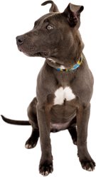 Country Brook Petz Sunflowers Everyday Polyester Dog Collar, Yellow, Small: 11 to 13-in neck, 5/8-in wide slide 2 of 7