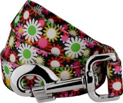 Country Brook Petz Daisy Fields Everyday Dog Leash, Multicolor, Medium: 4-ft long, 5/8-in wide