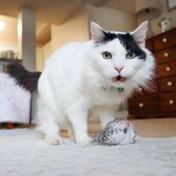Turbo Random Fun Hairy Monster Cat Toy, White slide 2 of 4