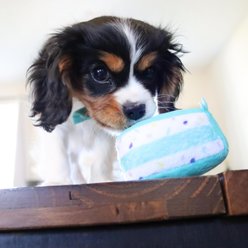 Li'l Pals Dog Birthday Combo, Teal, 3 count slide 2 of 6