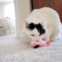 Turbo Whimsy Tropical Bird Cat Toys, 2 count slide 2 of 6