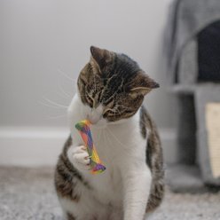 Turbo Plastic Tube Cat Toys, Multicolor, 2 count slide 2 of 8