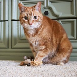 Turbo Dangle Cat Toy, Brown slide 2 of 8